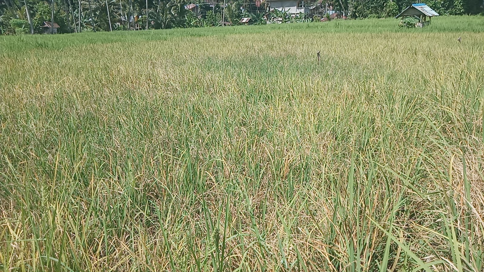 Padi di Kotanopan Diserang Hama