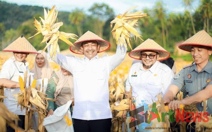 Bupati Madina Panen Jagung di Lahan Bekas Tambang Emas Ilegal