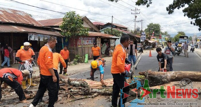 BPBD Madina Potong Pohon Tua di Jalan Lintas Timur Panyabungan