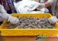 Tercemar Timbal, 15 Ton Teripang Kering Asal Malaysia Ditolak Masuk Sumut