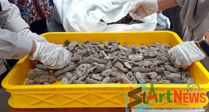 Tercemar Timbal, 15 Ton Teripang Kering Asal Malaysia Ditolak Masuk Sumut