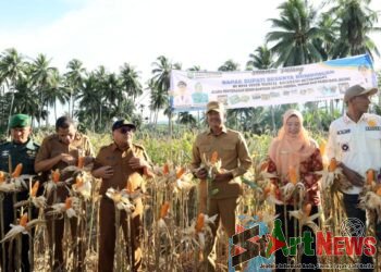 Pemkab Madina akan Buka Kebun Jagung Seluas 1.650 Hektare