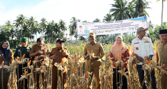 Pemkab Madina akan Buka Kebun Jagung Seluas 1.650 Hektare