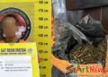 Polres Tapsel Tangkap Pria Ini Hendak Barter Ganja dengan Sabu