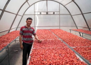 10 Kelompok Tani di Sumut akan Terima Bantuan Alat Pengering Cabai Bentuk Kubah