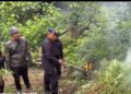 Brimob Sumut Bakar 10 Hektare Ladang Ganja di Panyabungan Timur