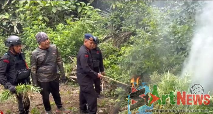 Brimob Sumut Bakar 10 Hektare Ladang Ganja di Panyabungan Timur