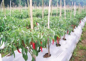 Kementan Segera Rehabilitasi Kebun Cabai Terdampak Bencana di Sumut