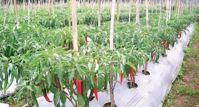 Kementan Segera Rehabilitasi Kebun Cabai Terdampak Bencana di Sumut