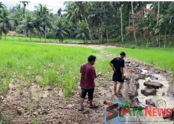 Irigasi Batang Gadis Tersumbat Lagi, Puluhan Hektare Sawah di Hutabargot Rusak