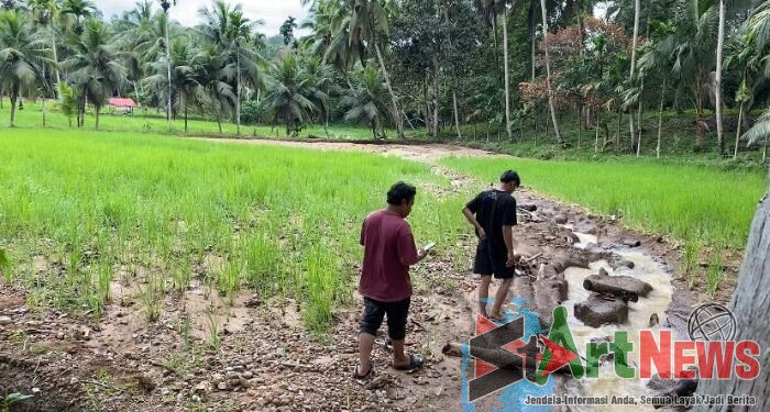 Irigasi Batang Gadis Tersumbat Lagi, Puluhan Hektare Sawah di Hutabargot Rusak