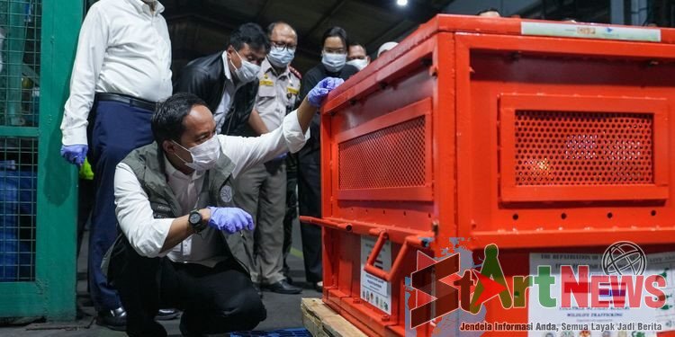 Empat Orangutan Korban Perdagangan Ilegal Berhasil Dipulangkan dari Thailand
