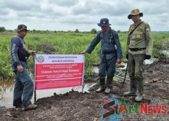 Gakkum Kehutanan Musnahkan 98,8 Hektare Sawit Ilegal di Kawasan TNBS