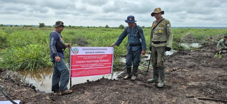 Gakkum Kehutanan Musnahkan 98,8 Hektare Sawit Ilegal di Kawasan TNBS