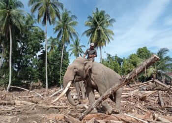 Empat Gajah Terlatih Dikerahkan untuk Percepatan Pemulihan Pascabanjir Pidie Jaya