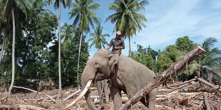Empat Gajah Terlatih Dikerahkan untuk Percepatan Pemulihan Pascabanjir Pidie Jaya