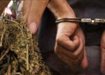 Bawa 26 Kg Ganja, Kurir Asal Padang Ditembak Polisi di Labusel