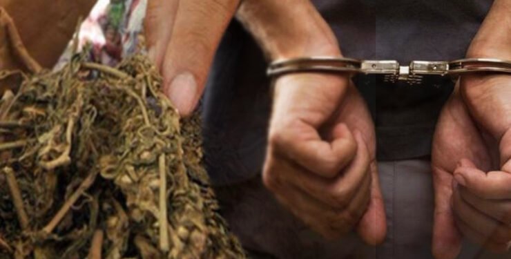 Bawa 26 Kg Ganja, Kurir Asal Padang Ditembak Polisi di Labusel