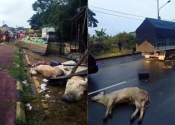 Kecelakaan Beruntun di Jalinsum Lamsel, Satu Orang Tewas dan Sejumlah Sapi Mati
