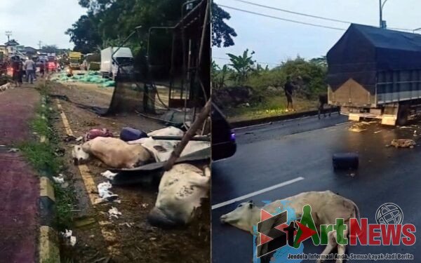 Kecelakaan Beruntun di Jalinsum Lamsel, Satu Orang Tewas dan Sejumlah Sapi Mati