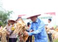 Panen Raya Jagung Bagas Lombang Jadi Simbol Kebangkitan Tapsel 2026