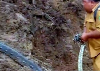 Pasca Longsor, Warga Marancar Kini Diteror Ular Liar