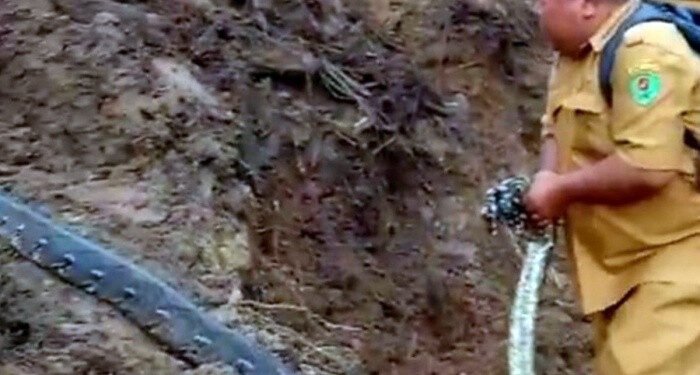 Pasca Longsor, Warga Marancar Kini Diteror Ular Liar