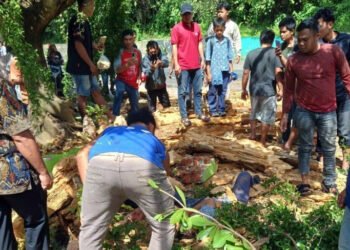 Pelajar SMP di Padangsidimpuan Tewas Tertimpa Pohon Tumbang Saat Tunggu Angkot
