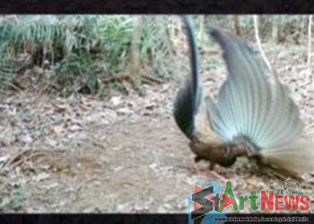 VIDEO: Tarian Indah Burung Kuau Raja di Taman Nasional Batang Gadis