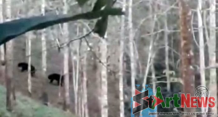 Teror Beruang Hantui Warga Hutatonga AB, BKSDA Sumut Harus Turun Tangan