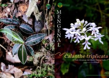 Mengungkap Rahasia Kecil Lantai Hutan Taman Nasional Batang Gadis