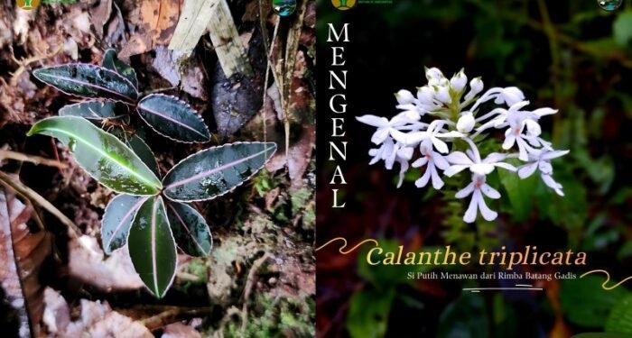 Mengungkap Rahasia Kecil Lantai Hutan Taman Nasional Batang Gadis