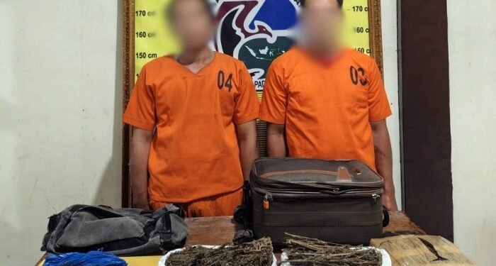 Polres Padangsidimpuan Ringkus Dua Pengedar Ganja yang Dipasok dari Madina
