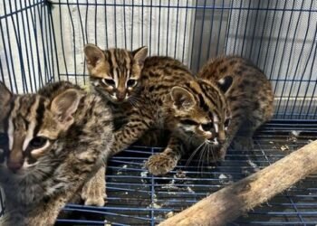 Tim Gakkum KLHK Bongkar Sindikat Perdagangan Kucing Kuwuk di Medan