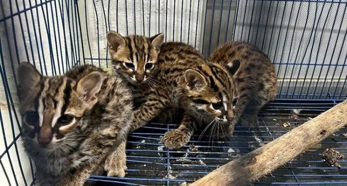 Tim Gakkum KLHK Bongkar Sindikat Perdagangan Kucing Kuwuk di Medan