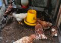 Berkah di Balik Kokok Ayam, Mengubah Limbah Dapur Jadi Protein dan Kebahagiaan
