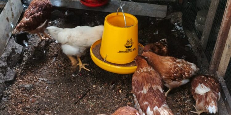 Berkah di Balik Kokok Ayam, Mengubah Limbah Dapur Jadi Protein dan Kebahagiaan