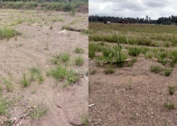 Puluhan Petani di Desa Sayur Matua Keluhkan Sawah yang Tertimbun Material Banjir
