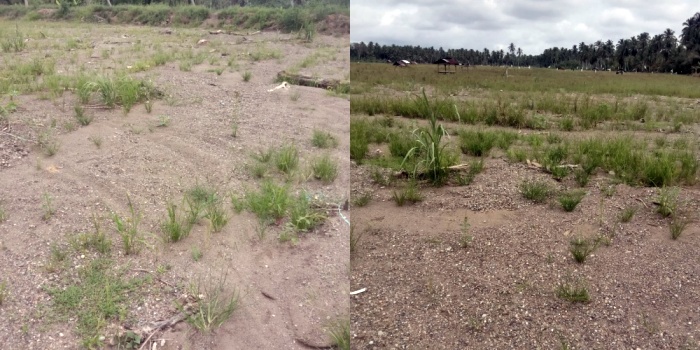 Puluhan Petani di Desa Sayur Matua Keluhkan Sawah yang Tertimbun Material Banjir
