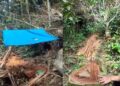 Warga Desa Sibiobio Laporkan Pembalakan Liar Hutan Kotanopan ke Polres Madina