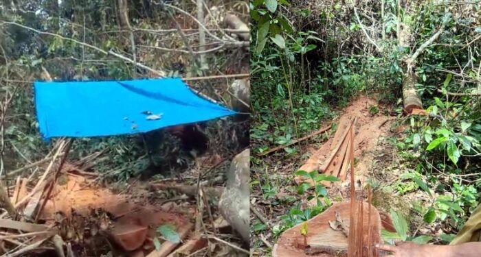 Warga Desa Sibiobio Laporkan Pembalakan Liar Hutan Kotanopan ke Polres Madina