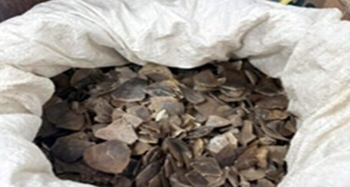 Gakkum LHK Amankan 22 Kg Sisik Trenggiling di Medan, Dua Tersangka Terancam 15 Tahun Penjara