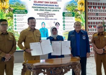 Gandeng UMA, Pemkab Madina Dorong Pisang Kepok Jadi Komoditas Unggulan