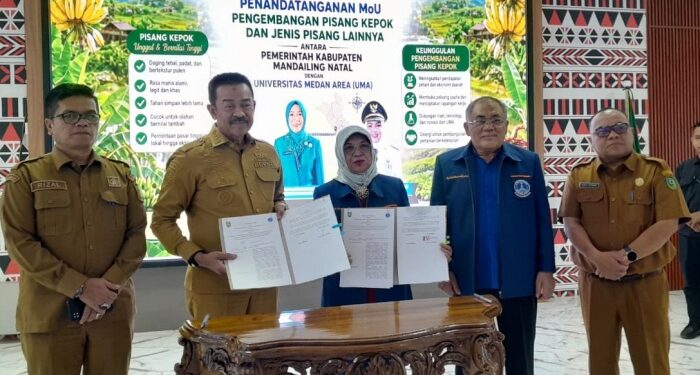 Gandeng UMA, Pemkab Madina Dorong Pisang Kepok Jadi Komoditas Unggulan