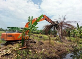 Kemenhut Tertibkan 102 Hektare Kebun Sawit Ilegal di Sumatera Utara