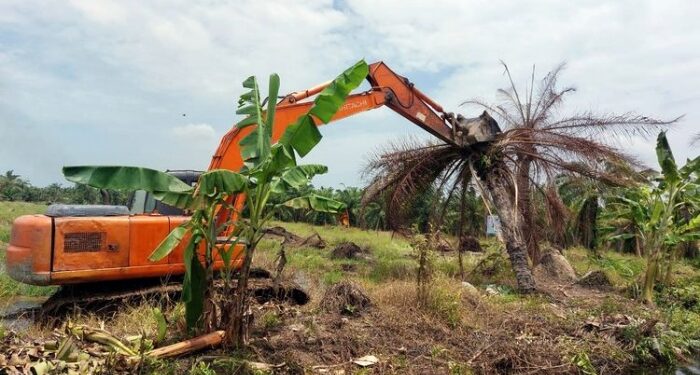 Kemenhut Tertibkan 102 Hektare Kebun Sawit Ilegal di Sumatera Utara