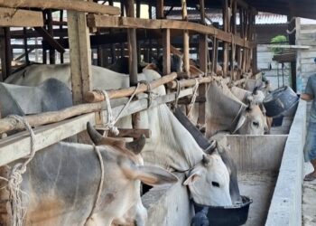 Panitia Kurban di Panyabungan Mulai Berburu Hewan ke Kandang