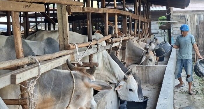 Panitia Kurban di Panyabungan Mulai Berburu Hewan ke Kandang