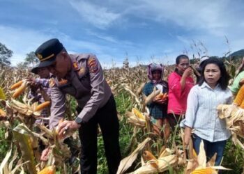 Polsek Sipirok Panen Raya Jagung di Kecamatan Arse
