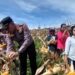 Polsek Sipirok Panen Raya Jagung di Kecamatan Arse